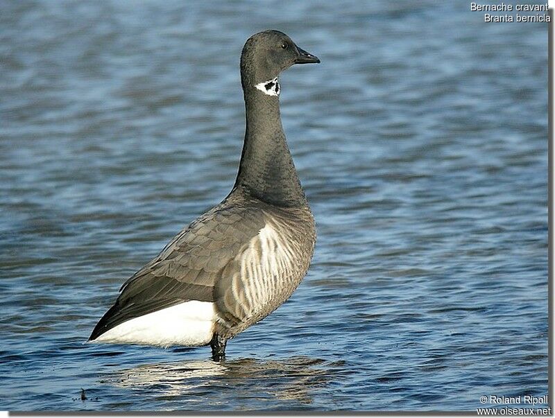 Brant Gooseadult post breeding