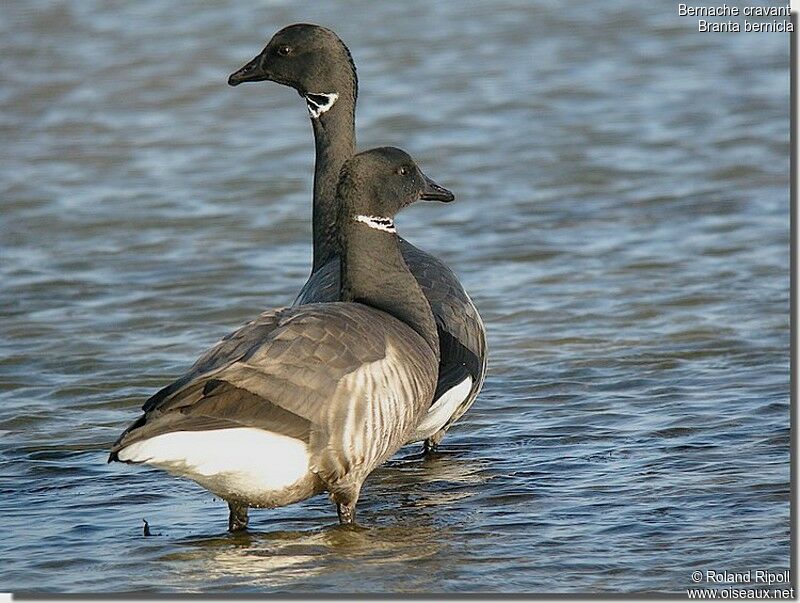 Brant Gooseadult post breeding