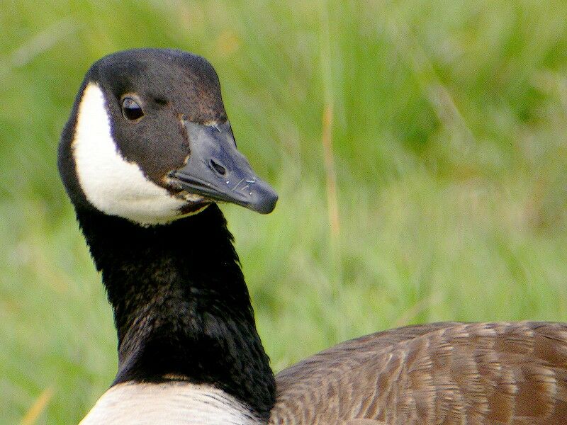 Canada Goose