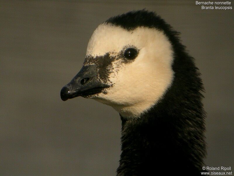 Barnacle Gooseadult