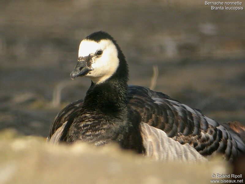 Barnacle Gooseadult