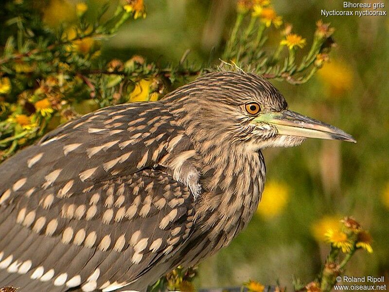 Black-crowned Night Heronjuvenile