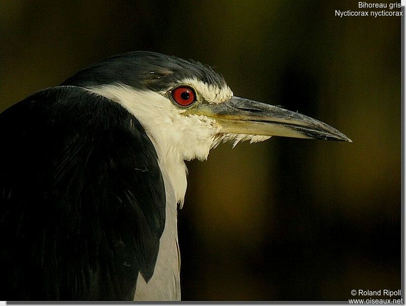 Black-crowned Night Heronadult