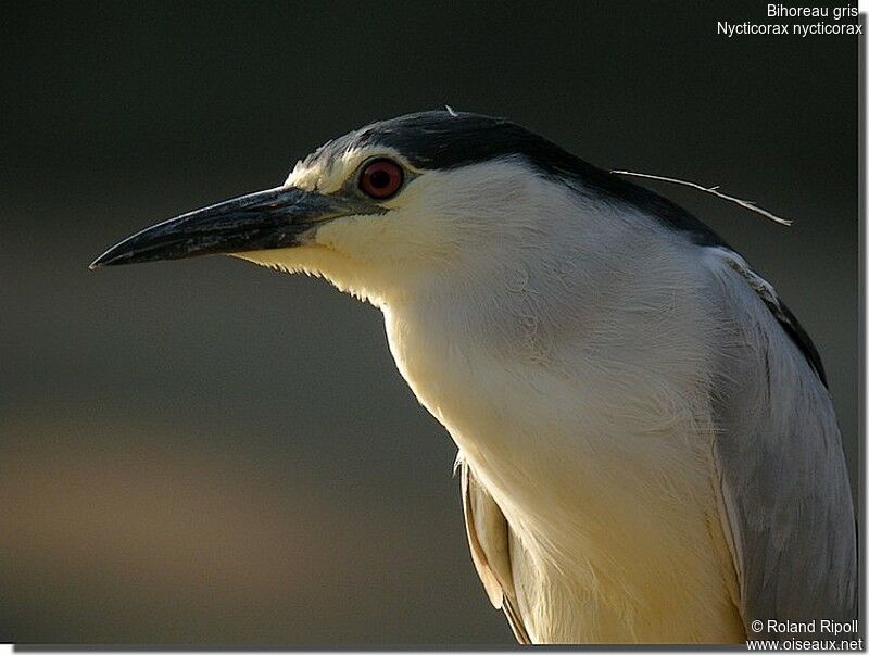 Black-crowned Night Heronadult