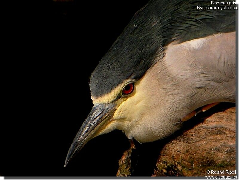 Black-crowned Night Heronadult