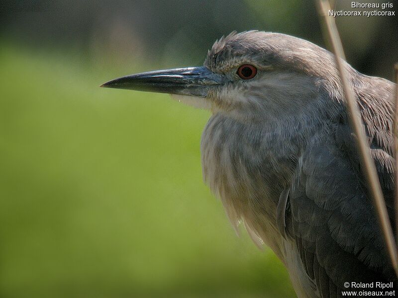 Black-crowned Night Heronjuvenile