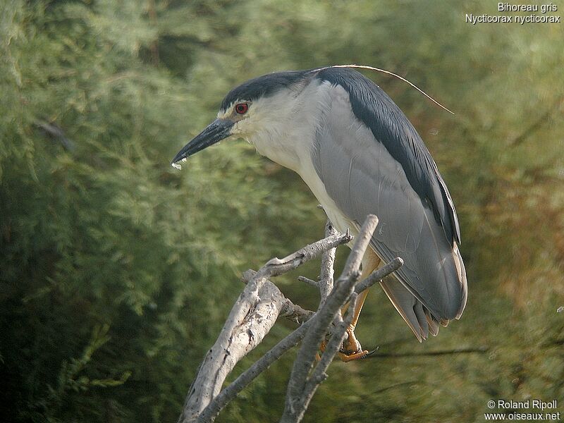 Black-crowned Night Heronadult