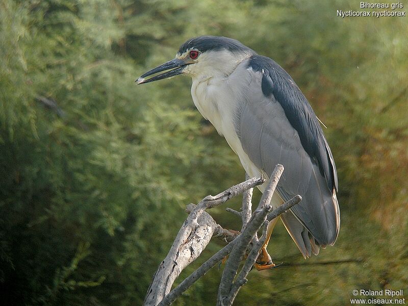 Black-crowned Night Heronadult