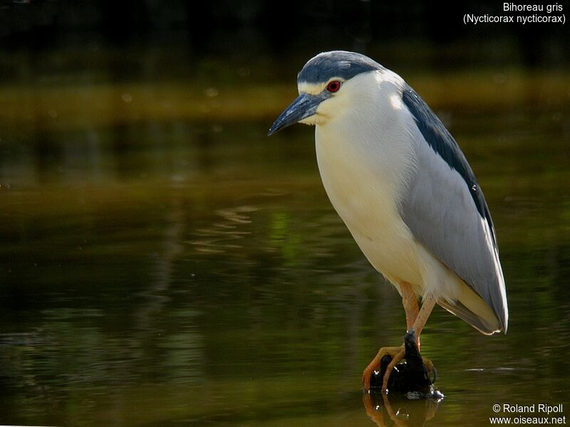 Black-crowned Night Heron