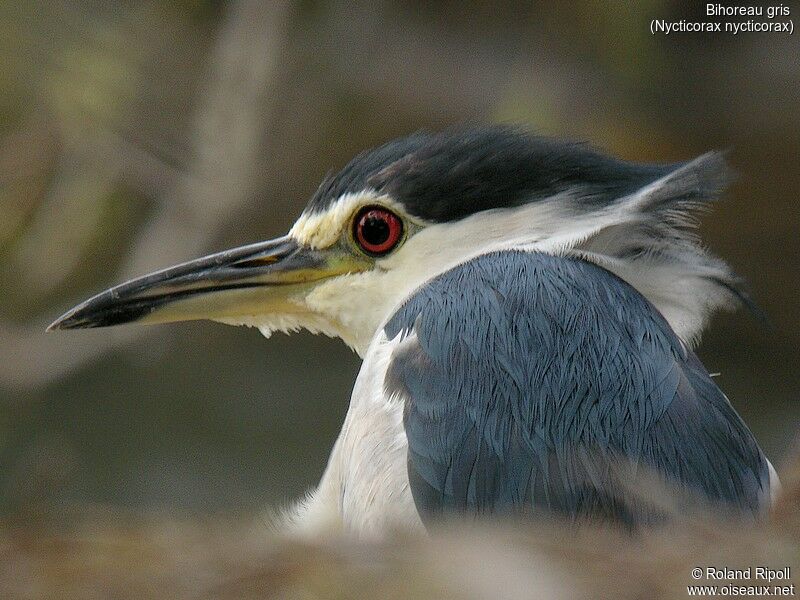 Black-crowned Night Heronadult