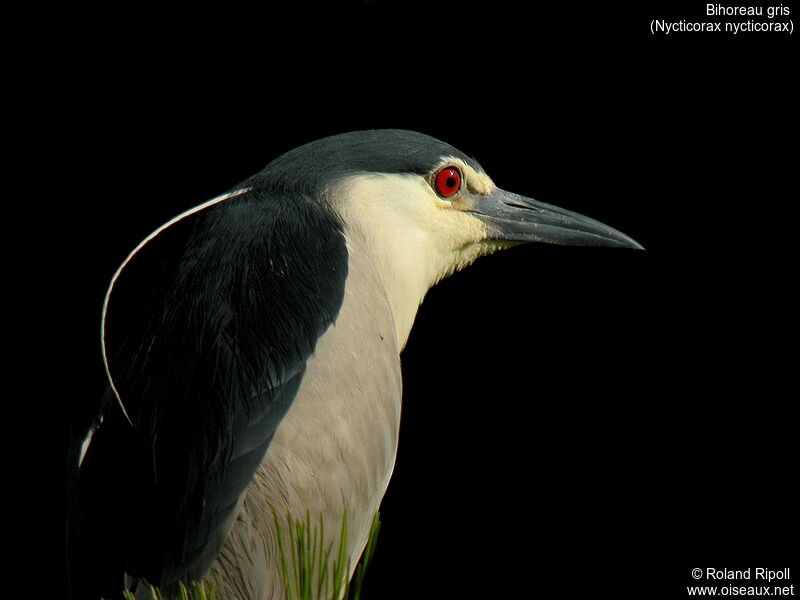 Black-crowned Night Heronadult