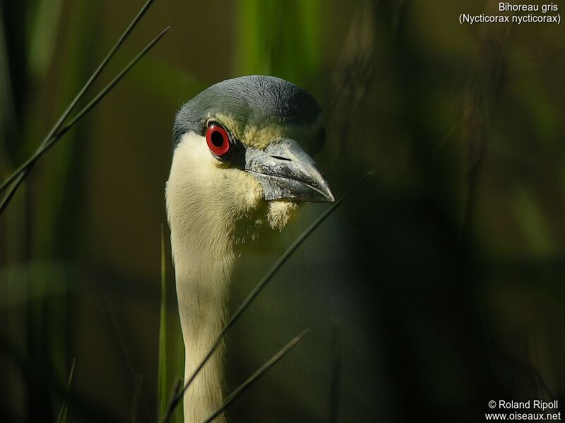 Black-crowned Night Heronadult