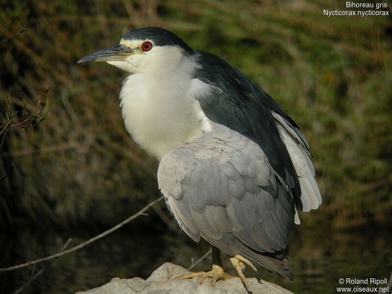 Black-crowned Night Heronadult