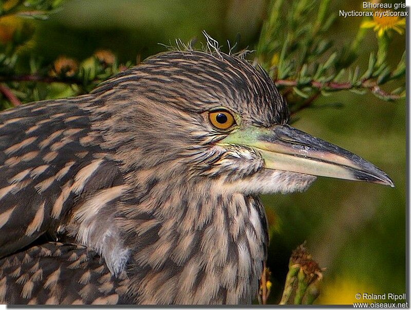 Black-crowned Night Heronjuvenile