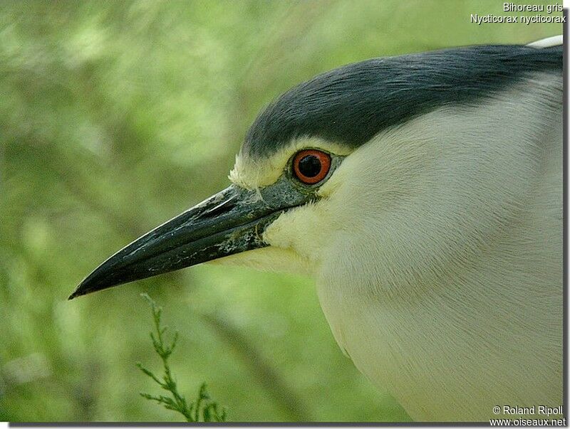 Black-crowned Night Heronadult