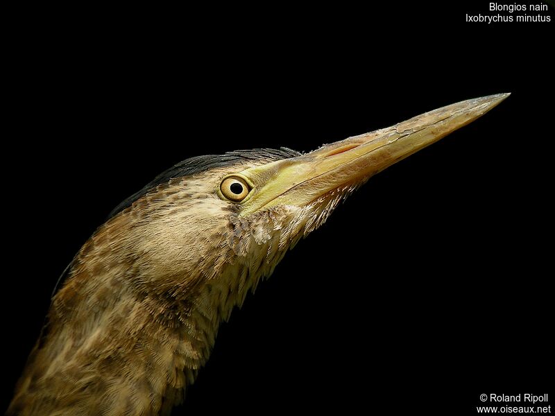 Little Bittern