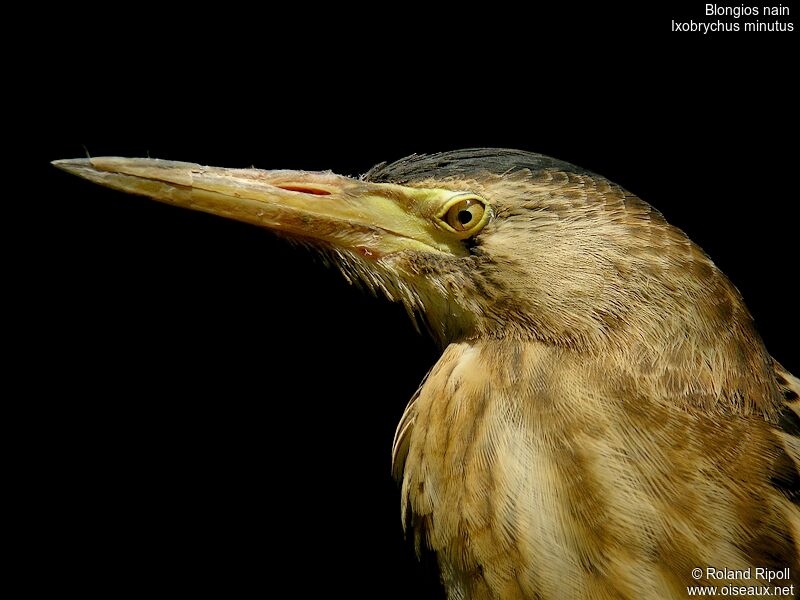 Little Bittern