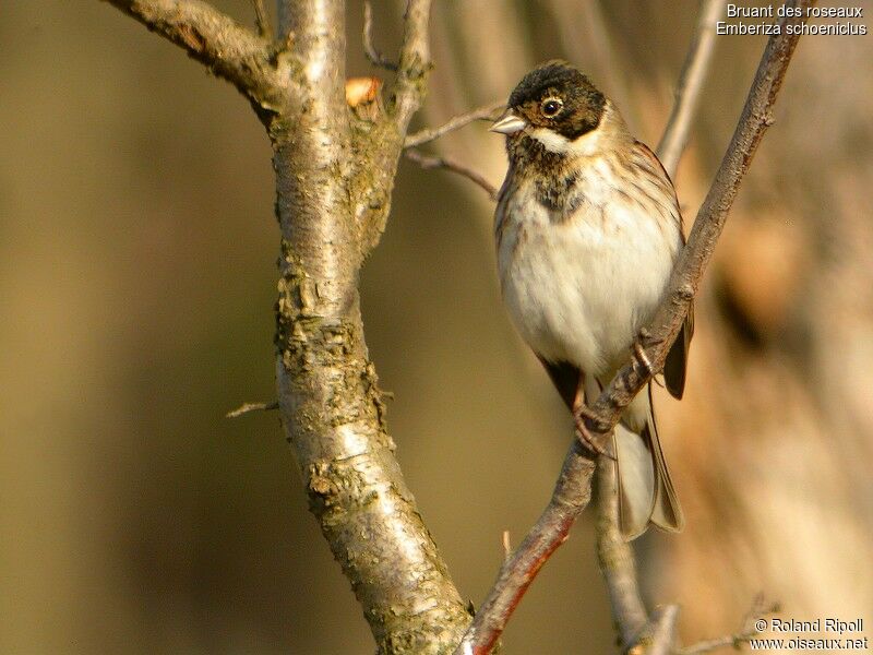 Common Reed Bunting male