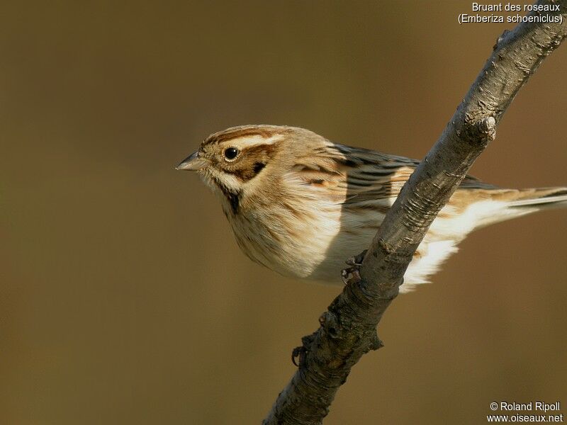 Common Reed Bunting