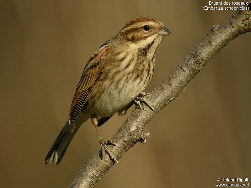 Common Reed Bunting female