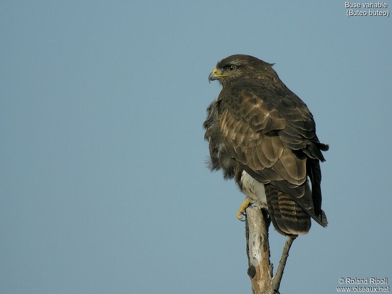 Common Buzzardadult post breeding