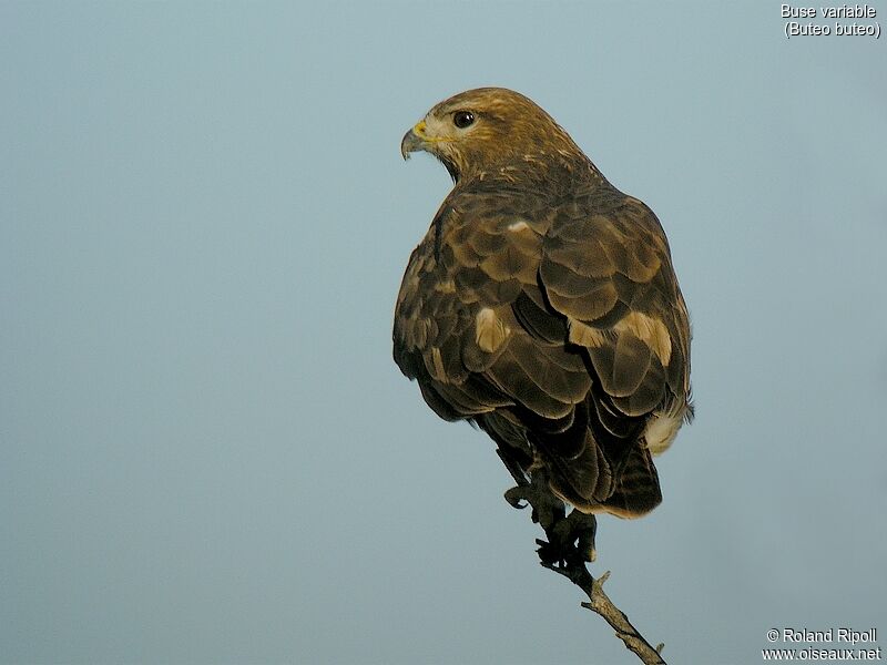 Common Buzzard