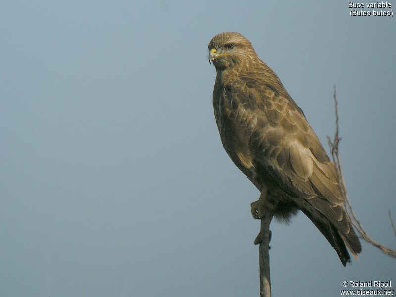 Common Buzzardadult post breeding