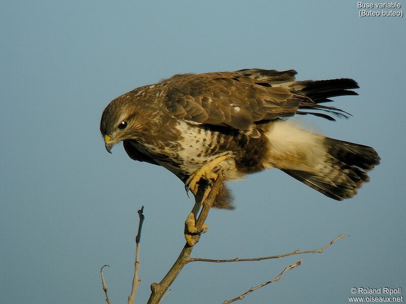 Common Buzzardadult post breeding