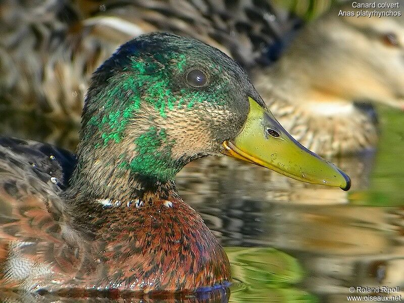 Mallard male adult