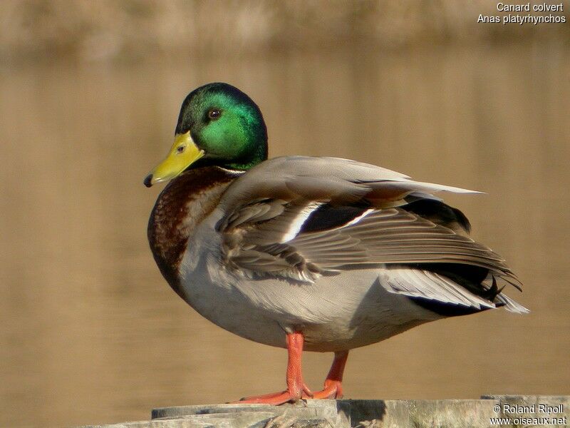 Mallard male adult post breeding