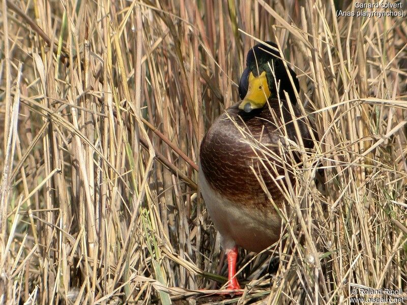 Canard colvert