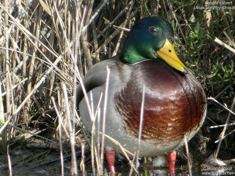 Mallard