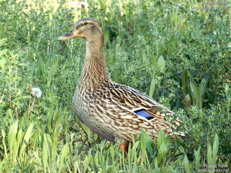 Canard colvert