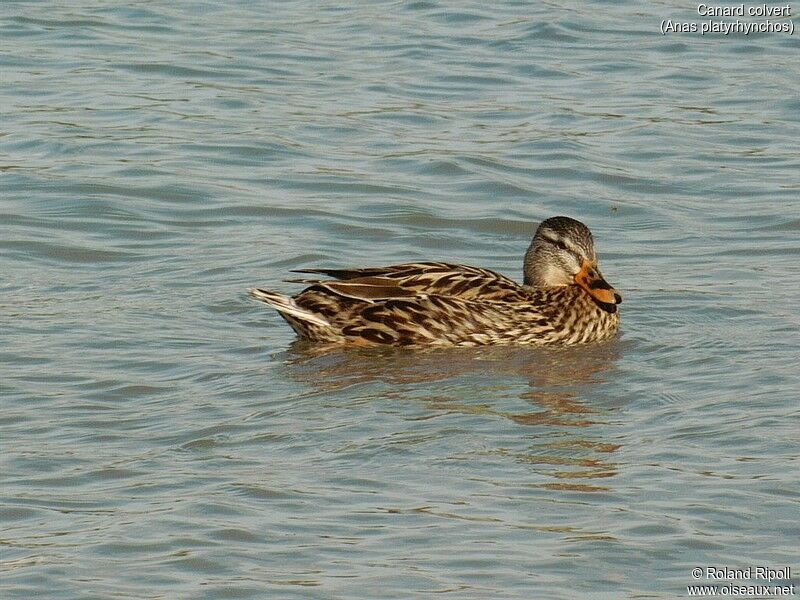 Canard colvert