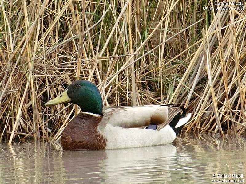 Canard colvert