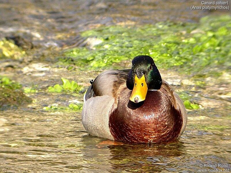 Canard colvert