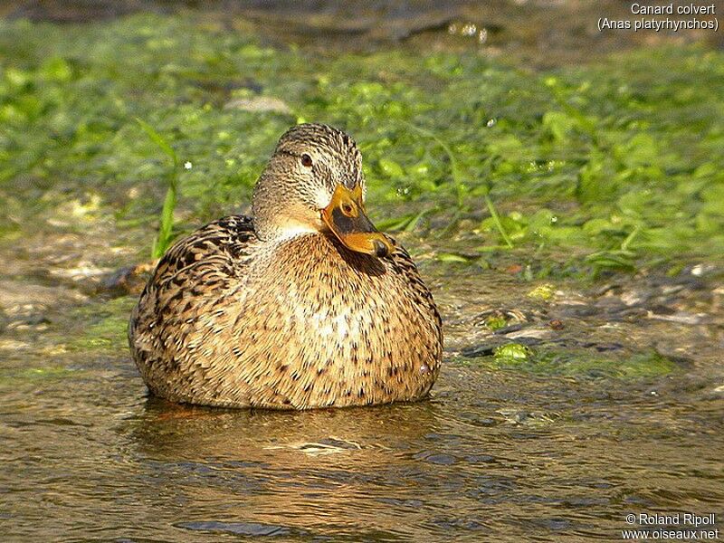 Mallard