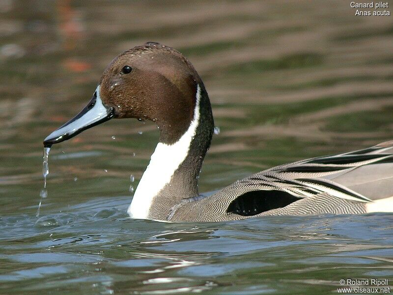 Canard pilet mâle adulte