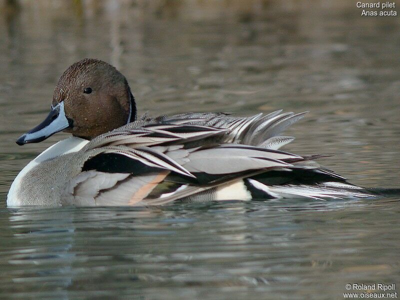 Northern Pintail male adult