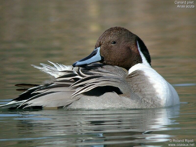 Northern Pintail male adult