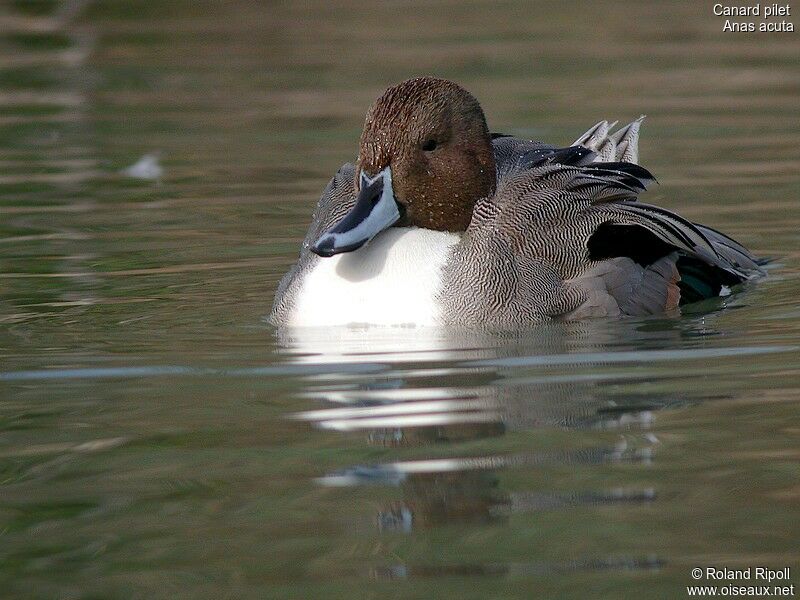 Canard pilet mâle adulte