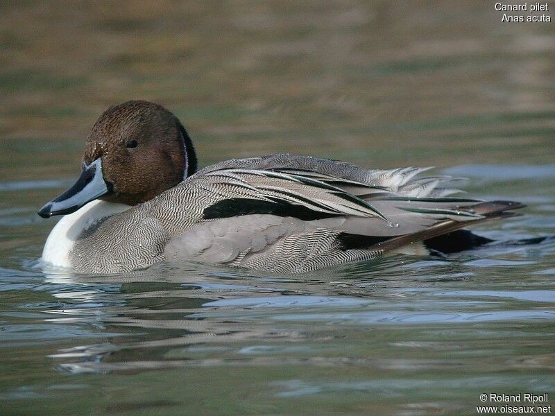 Northern Pintail male adult