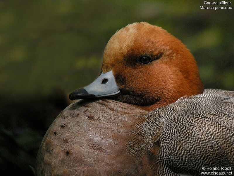 Eurasian Wigeon male adult breeding