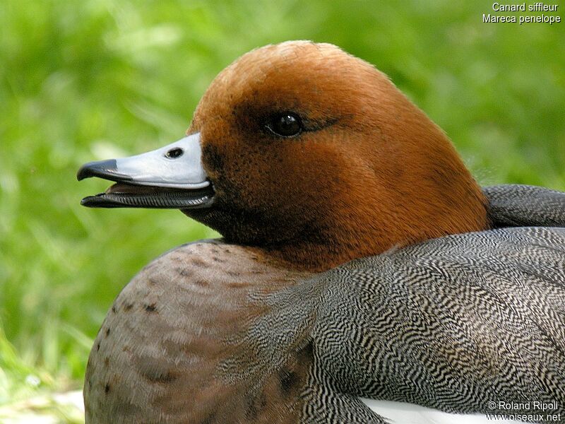 Canard siffleur mâle adulte nuptial