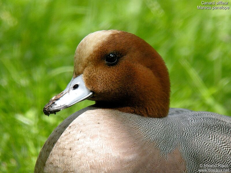 Eurasian Wigeon male adult breeding