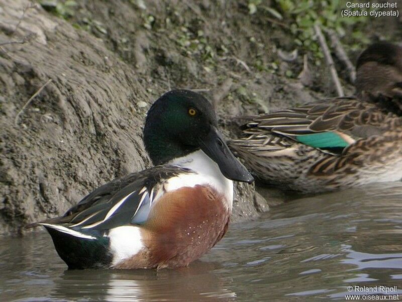 Northern Shoveler