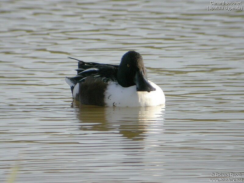 Canard souchet