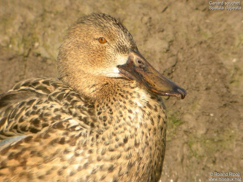 Canard souchet femelle adulte internuptial