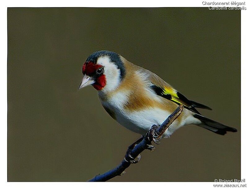 European Goldfinchadult post breeding