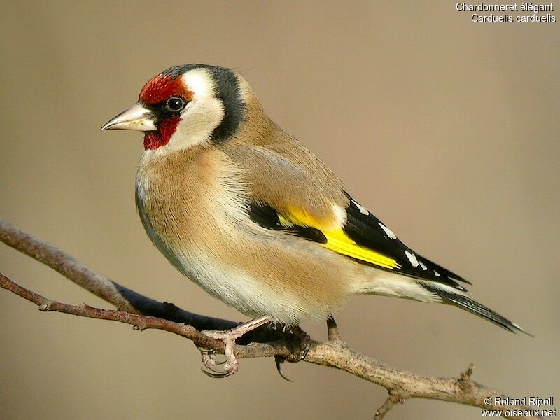 European Goldfinchadult post breeding